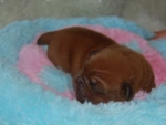 Filename=New_pups_belita_Noah_044.jpg
Filesize=8KB
Dimensions=396x300
Date added=Feb 25, 2011 New_pups_belita_Noah_044.jpg