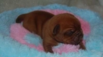 Filename=New_pups_belita_Noah_045.jpg
Filesize=7KB
Dimensions=400x223
Date added=Feb 25, 2011 New_pups_belita_Noah_045.jpg