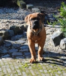 Filename=New_pups_buiten_04-03-2013_2_076.jpg
Filesize=39KB
Dimensions=418x480
Date added=Mar 07, 2013 New_pups_buiten_04-03-2013_2_076.jpg