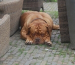 New_sagina,_zomer_aug_110.jpg