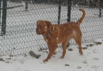 Filename=New_snow_2012_052.jpg
Filesize=42KB
Dimensions=600x417
Date added=Feb 03, 2012 New_snow_2012_052.jpg