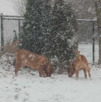 Filename=New_snow_2012_074.jpg
Filesize=33KB
Dimensions=446x450
Date added=Feb 03, 2012 New_snow_2012_074.jpg