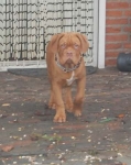 Filename=New_van_alles_093.jpg
Filesize=21KB
Dimensions=358x450
Date added=Feb 16, 2012 New_van_alles_093.jpg