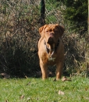 Filename=lente_2014_154.JPG
Filesize=192KB
Dimensions=493x567
Date added=Mar 14, 2014 lente_2014_154.JPG